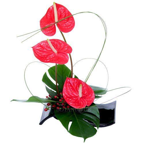 simple anthurium arrangement Anthurium Free Style Arrangement – RedFlowersnGifts.com