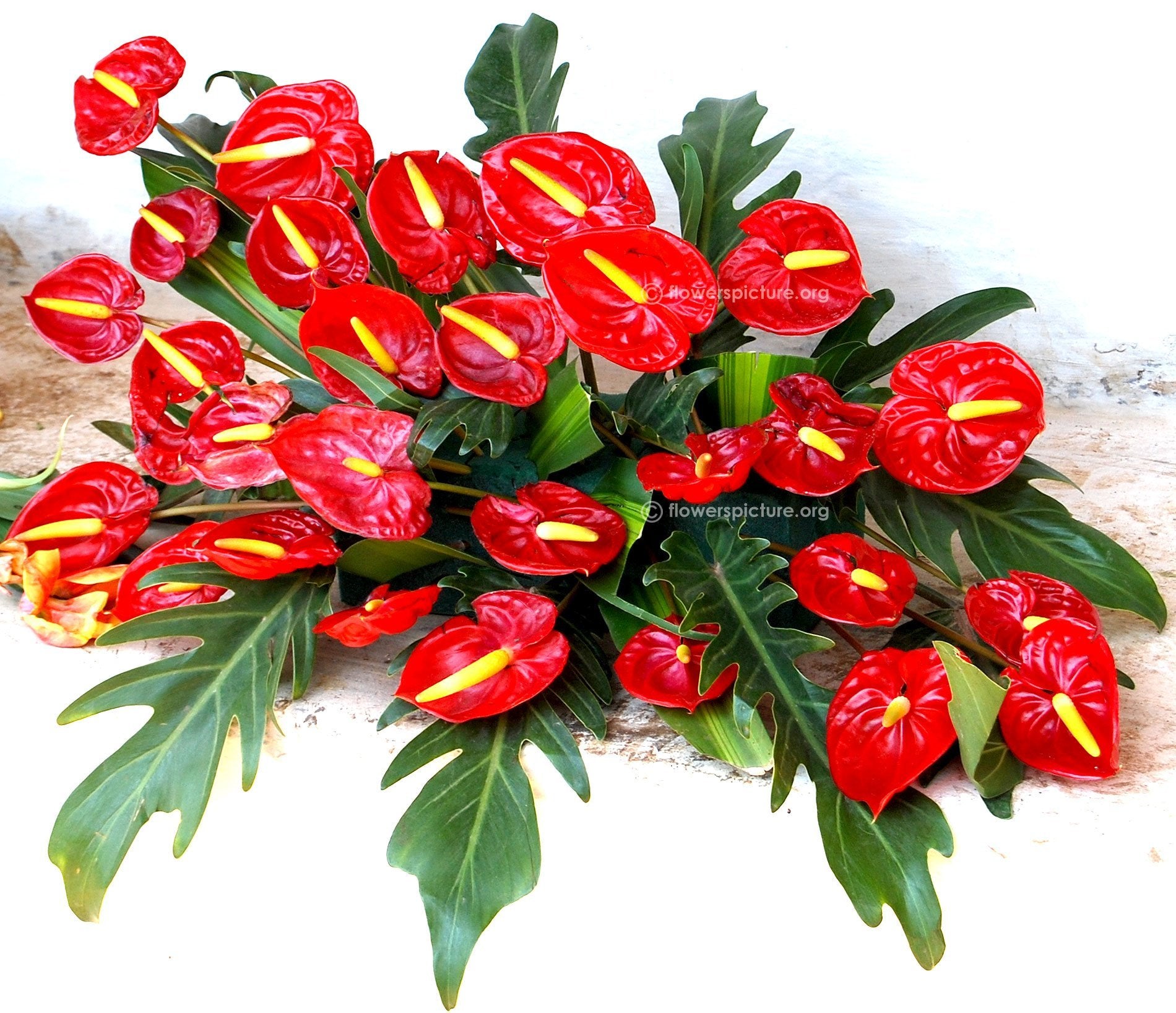 anthurium flower arrangement ideas Flat Spray Anthurium Arrangement – RedFlowersnGifts.com