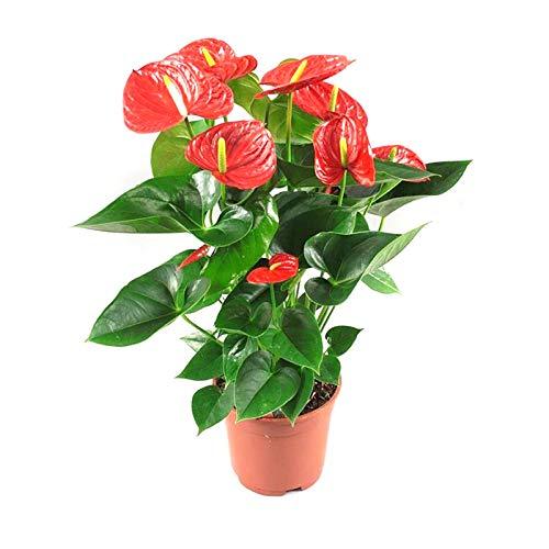 anthurium philippines Red Anthurium Potted Plant – RedFlowersnGifts.com