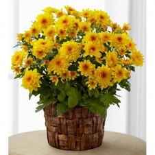 Chrysanthemum Plant - Redflowersngifts.com