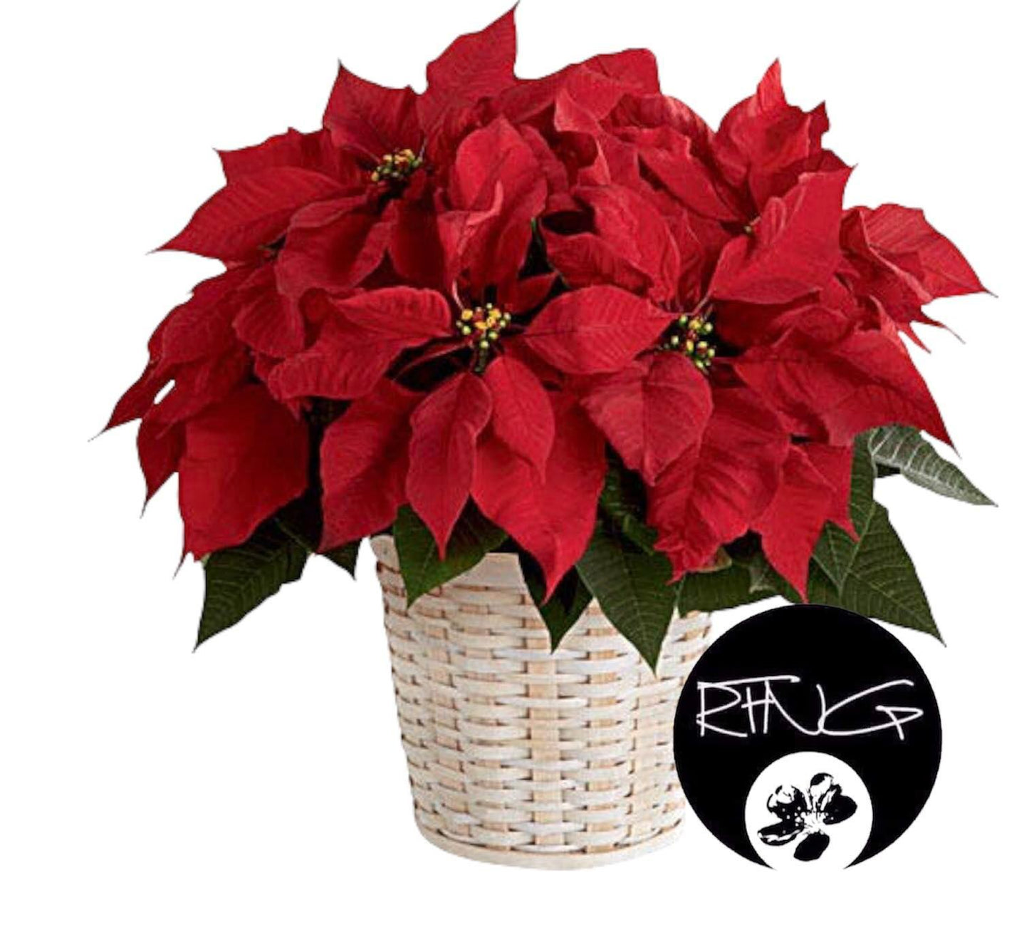 Poinsettia Plant - Redflowersngifts.com