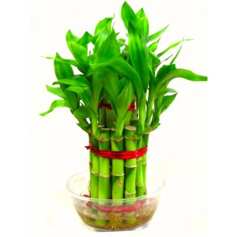 2 Layer Good Luck Bamboo Plants - Redflowersngifts.com