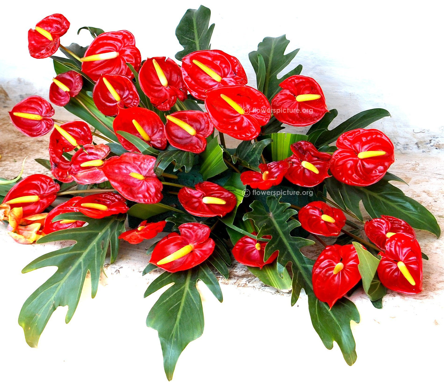 Anthurium Arrangement 2 - Redflowersngifts.com