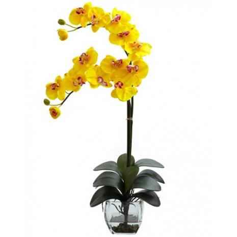 Double Yellow Orchid in Vase - Redflowersngifts.com