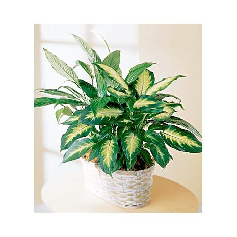 Plant in Basket 1 - Redflowersngifts.com