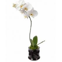 White Orchid Plant - Redflowersngifts.com